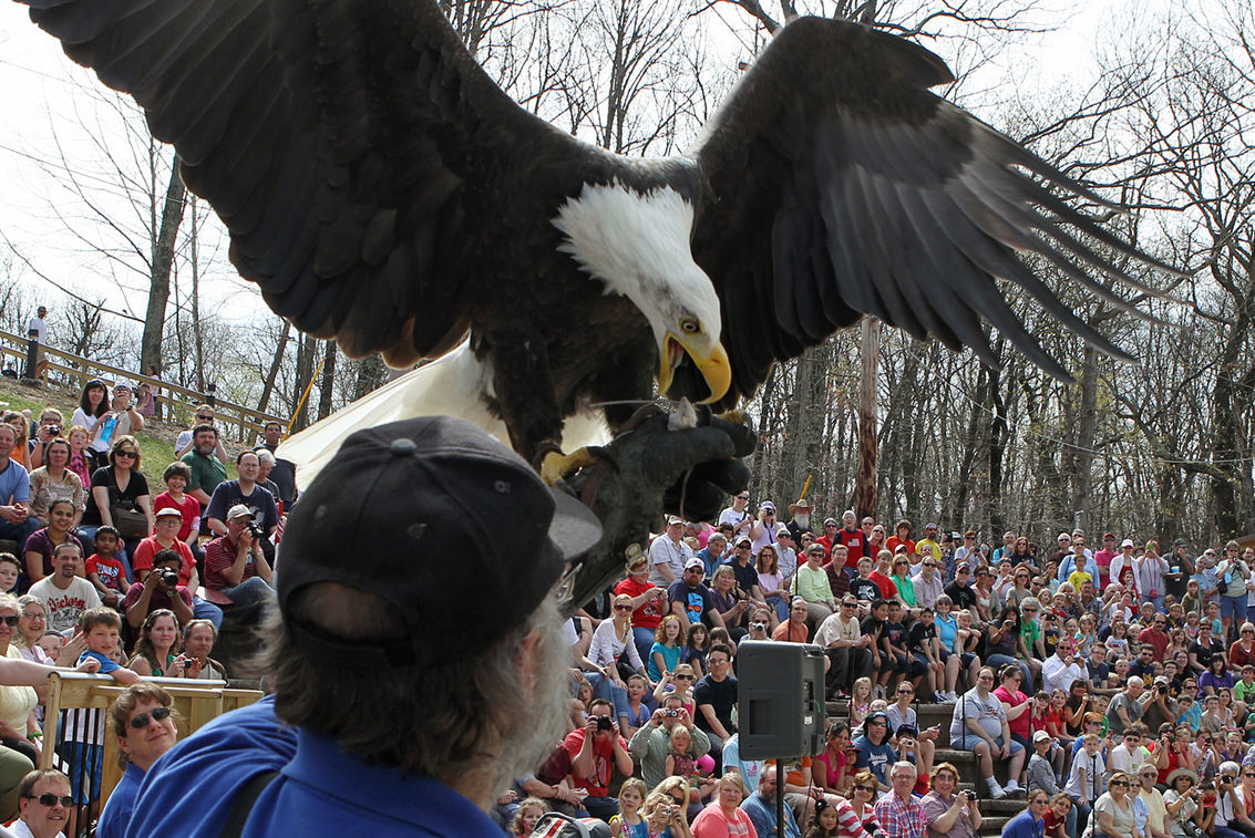 Eagle Days at World Bird Sanctuary